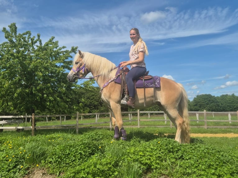 Haflinger Yegua 4 años 148 cm Alazán in Linkenbach