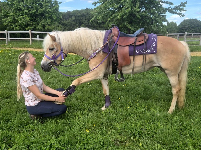 Haflinger Yegua 4 años 148 cm Alazán in Linkenbach