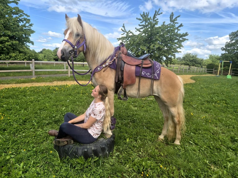Haflinger Yegua 4 años 148 cm Alazán in Linkenbach