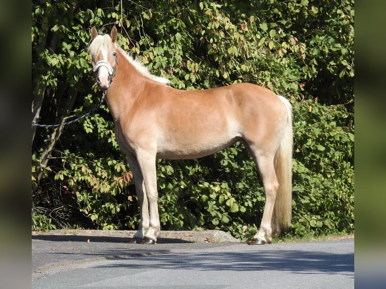 Haflinger Yegua 4 años 148 cm Alazán in Verl