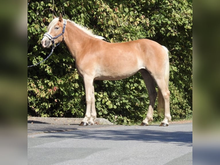 Haflinger Yegua 4 años 148 cm Alazán in Verl