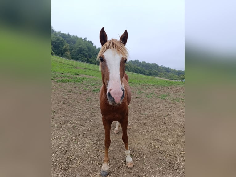 Haflinger Mestizo Yegua 4 años 148 cm  in Ponzone