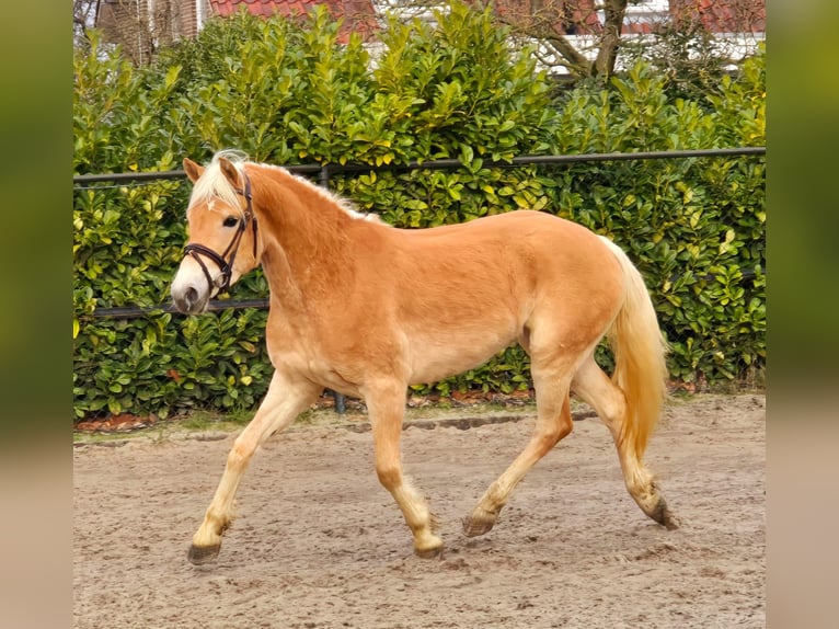 Haflinger Yegua 4 años 148 cm Palomino in Someren