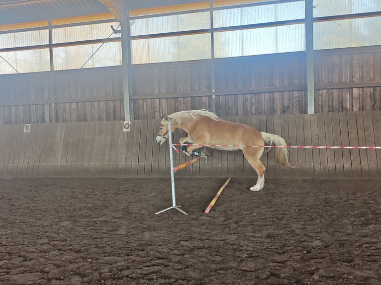 Haflinger Yegua 4 años 149 cm Alazán in Kolkwitz
