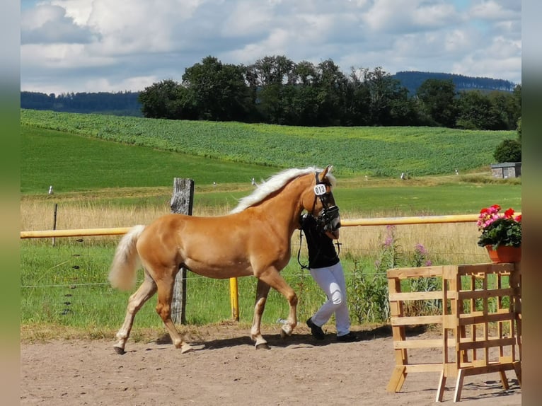 Haflinger Yegua 4 años 149 cm Alazán in Nohfelden