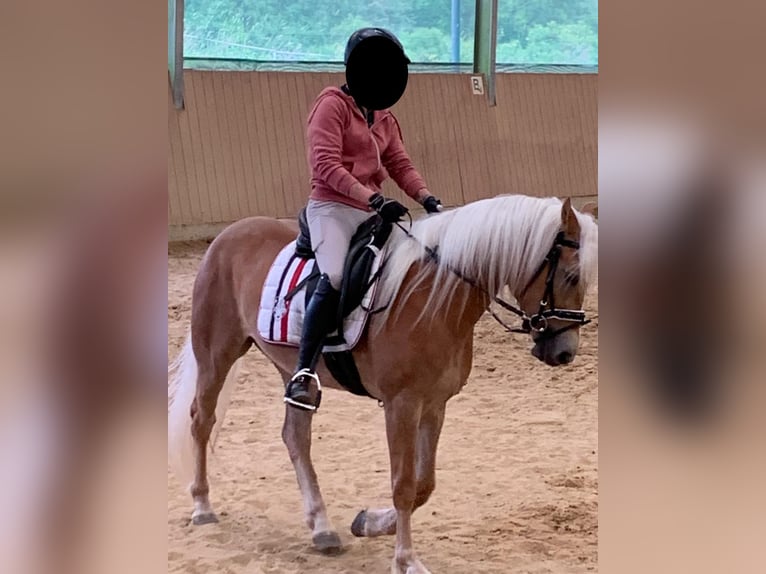 Haflinger Yegua 4 años 149 cm Alazán in Nohfelden