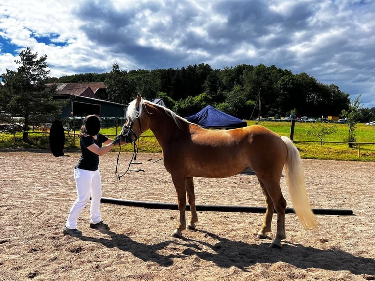 Haflinger Yegua 4 años 149 cm Alazán in Nohfelden