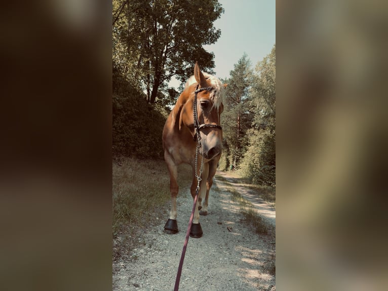 Haflinger Yegua 4 años 149 cm Castaño claro in VoldersVolders
