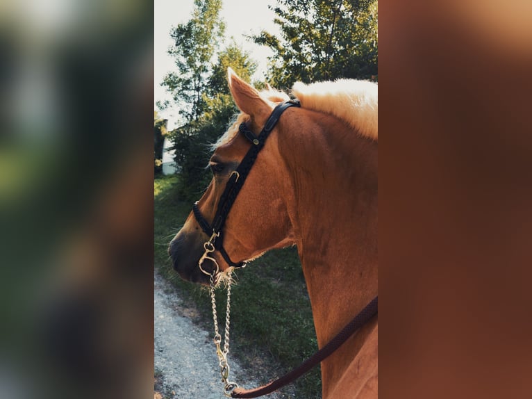 Haflinger Yegua 4 años 149 cm Castaño claro in VoldersVolders