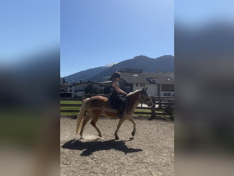 Haflinger Yegua 4 años 149 cm Castaño claro in VoldersVolders