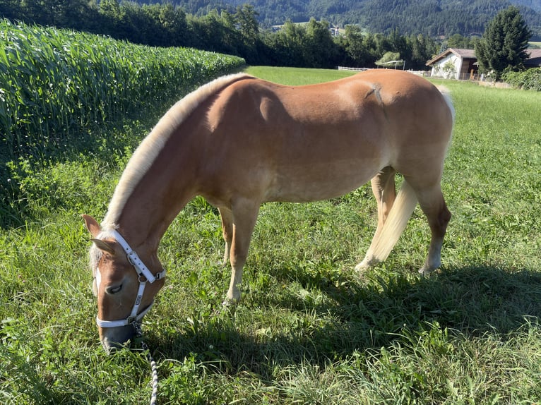 Haflinger Yegua 4 años 149 cm Castaño claro in VoldersVolders