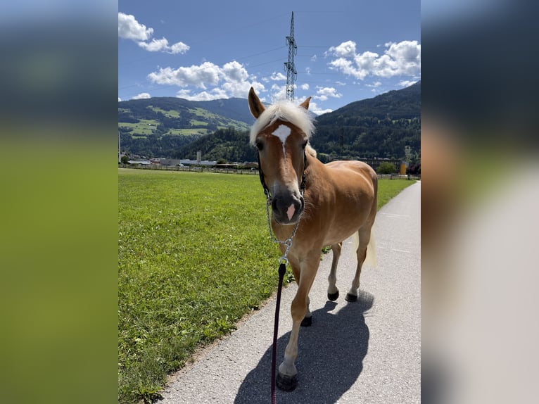 Haflinger Yegua 4 años 149 cm Castaño claro in VoldersVolders