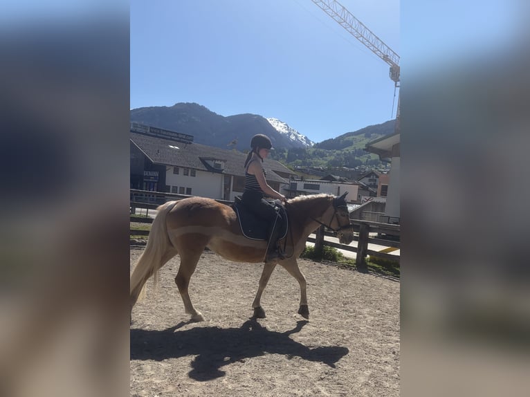 Haflinger Yegua 4 años 149 cm Castaño claro in VoldersVolders