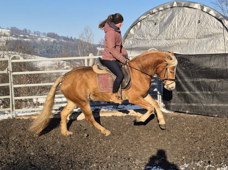 Haflinger Yegua 4 años 150 cm Alazán in Stadtschlaining