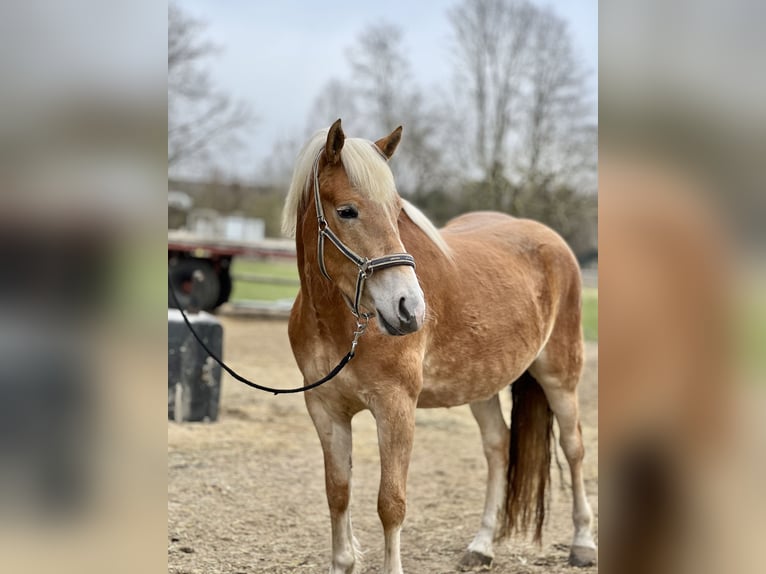 Haflinger Yegua 4 años 150 cm Alazán in Seedorf