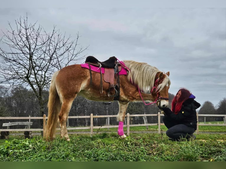 Haflinger Yegua 4 años 150 cm Alazán in Linkenbach