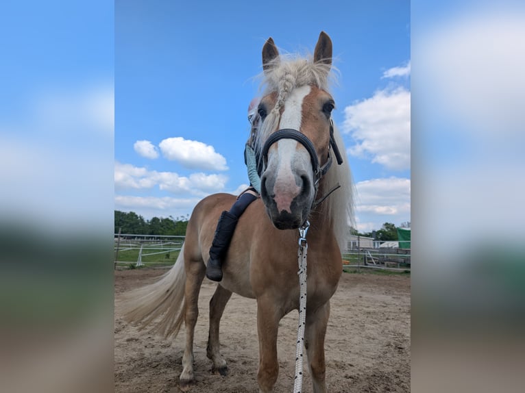 Haflinger Yegua 4 años 150 cm Alazán in Vreden