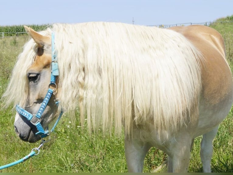 Haflinger Yegua 4 años 150 cm Bayo in Gerersdorf bei G&#xFC;ssing
