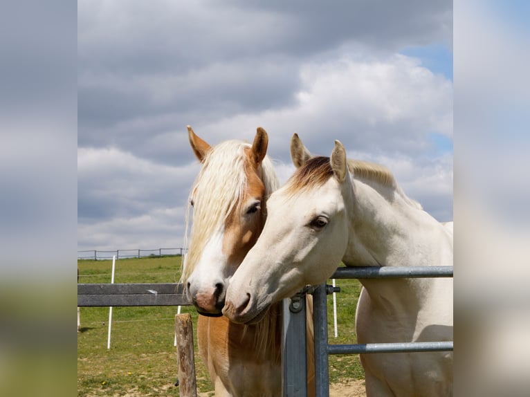Haflinger Yegua 4 años 150 cm Bayo in Gerersdorf bei G&#xFC;ssing