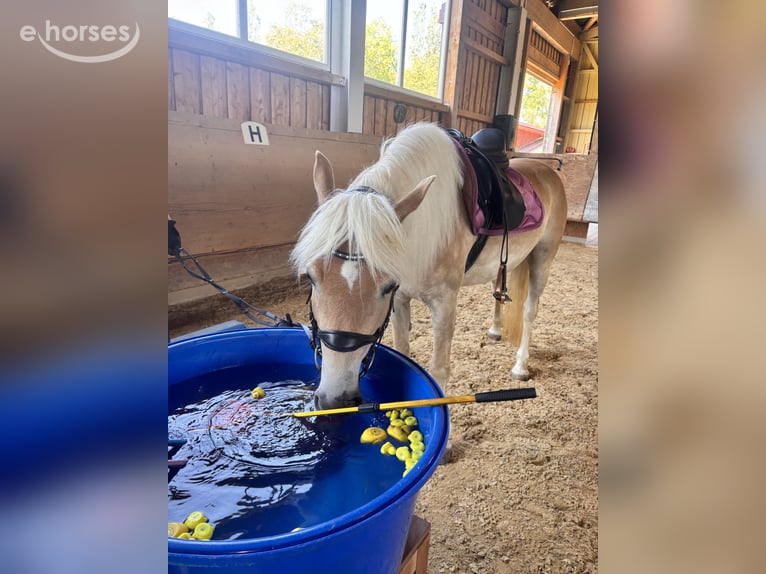 Haflinger Yegua 4 años 150 cm  in Pfronstetten