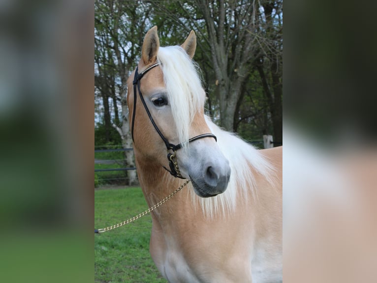 Haflinger Yegua 4 años 150 cm in Arcen