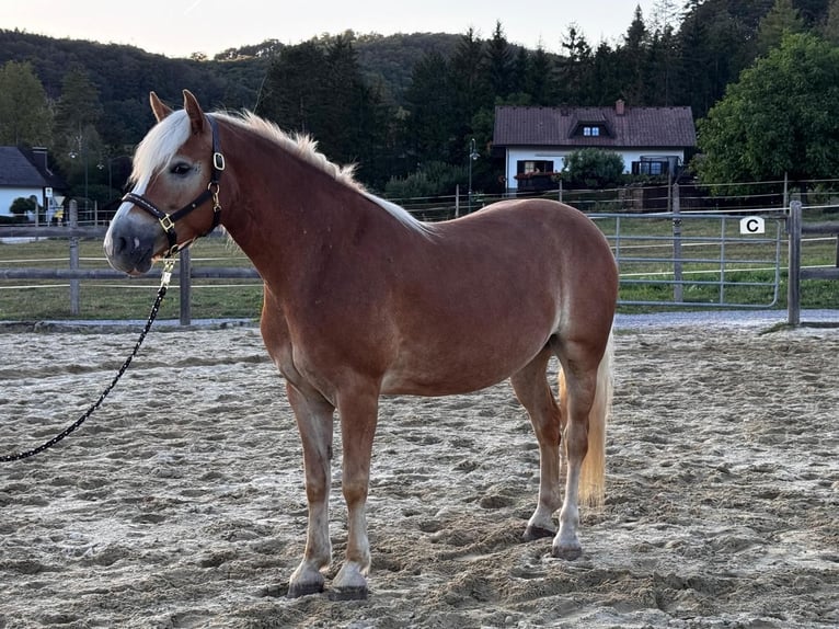 Haflinger Yegua 4 años 150 cm  in Altenmarkt an der Triesting