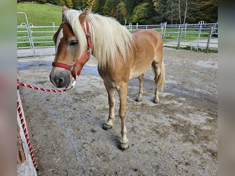 Haflinger Yegua 4 años 150 cm Champán in Achenkirch