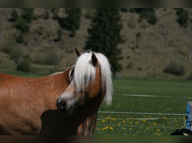 Haflinger Yegua 4 años 150 cm Palomino in Füssen