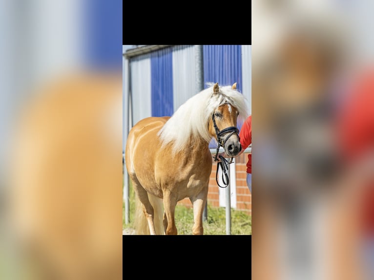 Haflinger Yegua 4 años 151 cm Alazán in Schortens