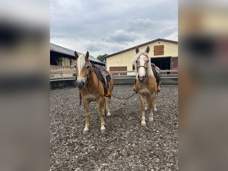 Haflinger Yegua 4 años 151 cm Alazán in Dachrieden