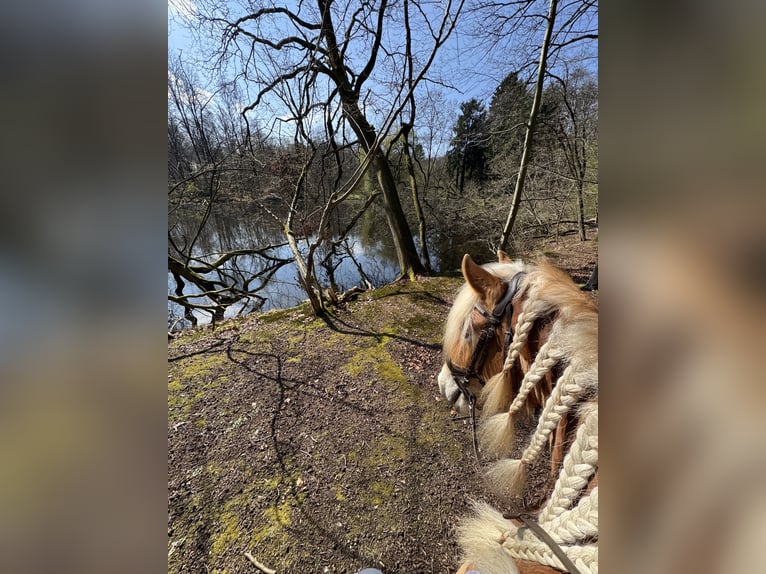Haflinger Yegua 4 años 151 cm  in Mönchengladbach