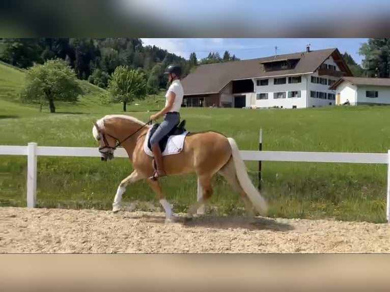 Haflinger Yegua 4 años 152 cm Alazán in Jengen