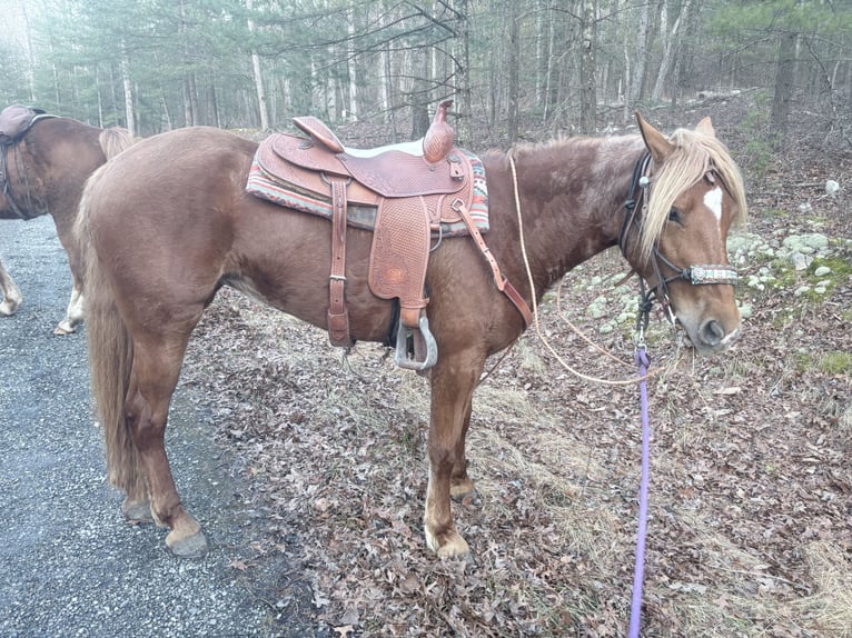 Haflinger Mestizo Yegua 4 años 152 cm Alazán rojizo in Augusta