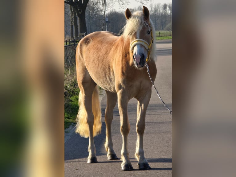 Haflinger Yegua 4 años 153 cm Palomino in Someren
