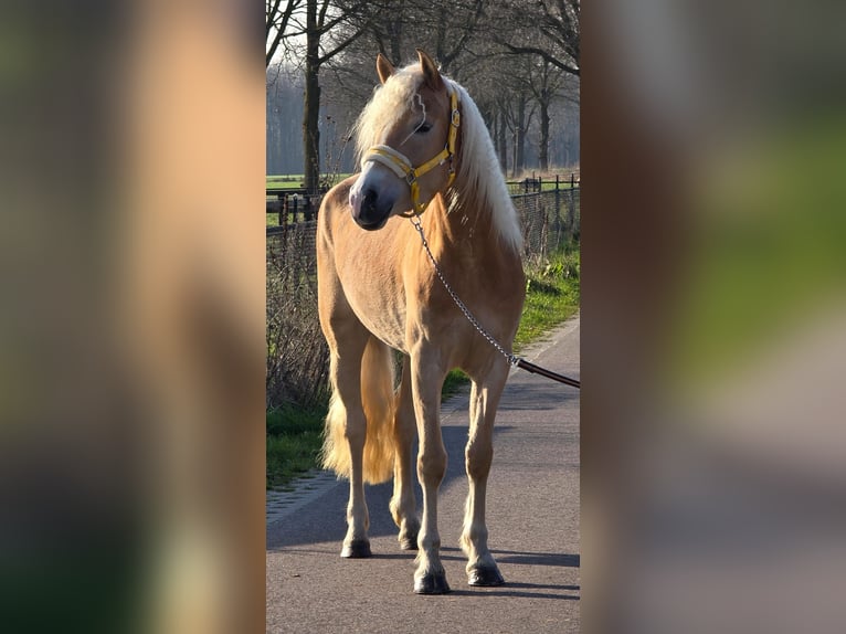 Haflinger Yegua 4 años 153 cm Palomino in Someren