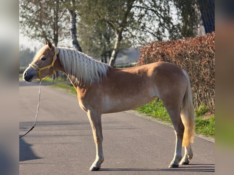 Haflinger Yegua 4 años 153 cm Palomino in Someren