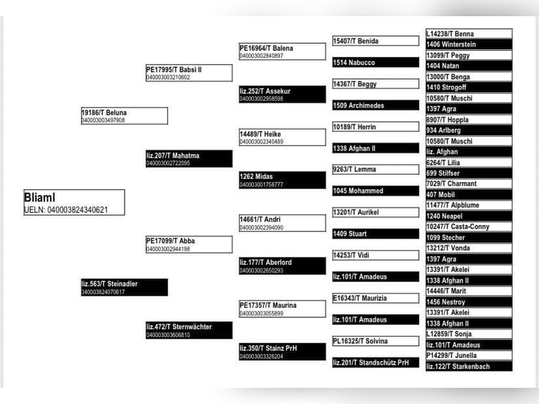 Haflinger Yegua 4 años 155 cm Cremello in Niederstaufenbach