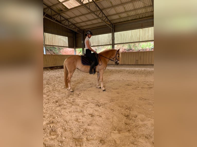 Haflinger Yegua 4 años 155 cm Cremello in Niederstaufenbach