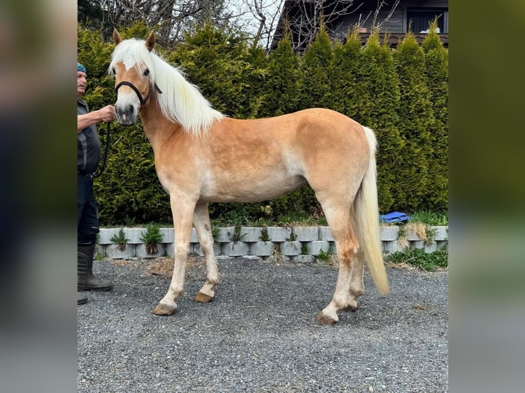 Haflinger Yegua 4 años in L&#xE4;ngenfeld