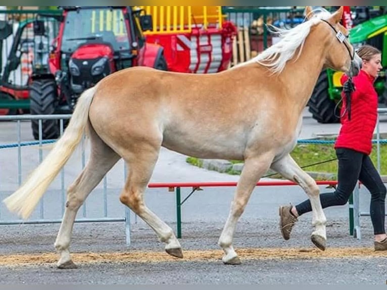 Haflinger Yegua 4 años in L&#xE4;ngenfeld