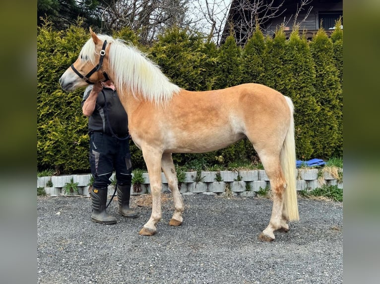 Haflinger Yegua 4 años in L&#xE4;ngenfeld