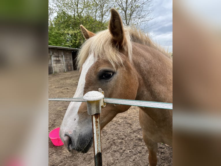 Haflinger Mestizo Yegua 5 años 140 cm Atigrado/Moteado in Hüsby