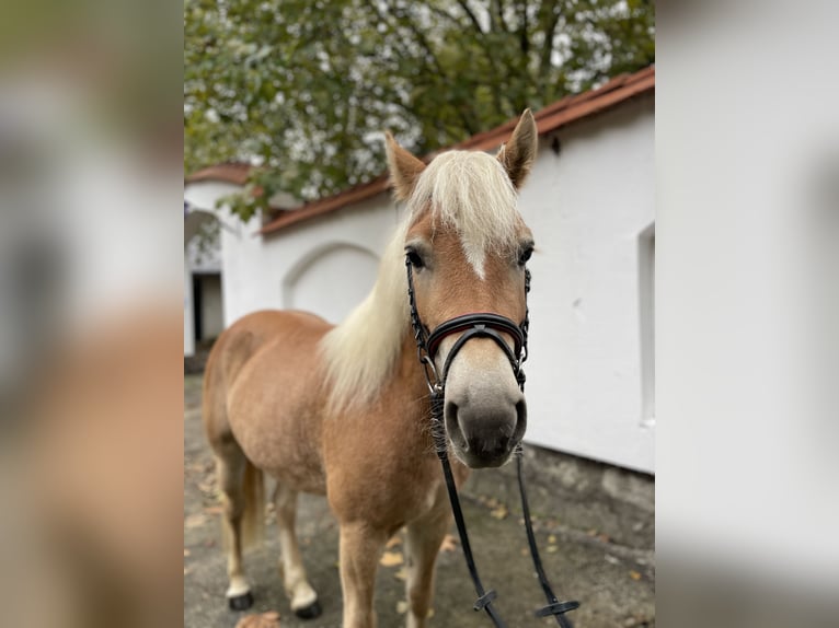 Haflinger Yegua 5 años 143 cm Alazán-tostado in Szarvaskend