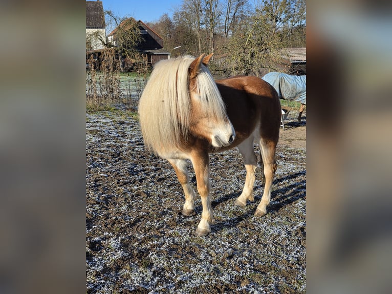 Haflinger Yegua 5 años 144 cm in Alsfeld