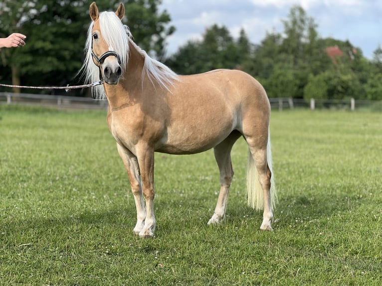 Haflinger Yegua 5 años 145 cm Alazán in Groß Twülpstedt