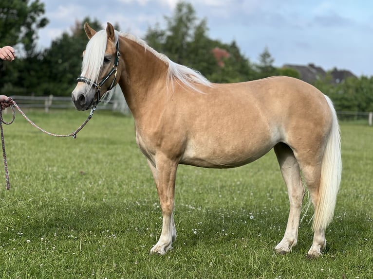 Haflinger Yegua 5 años 145 cm Alazán in Groß Twülpstedt