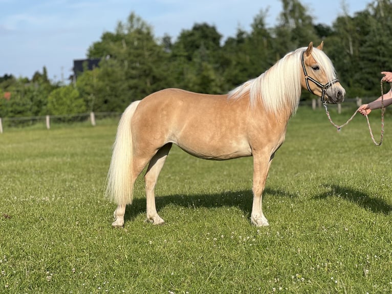 Haflinger Yegua 5 años 145 cm Alazán in Groß Twülpstedt