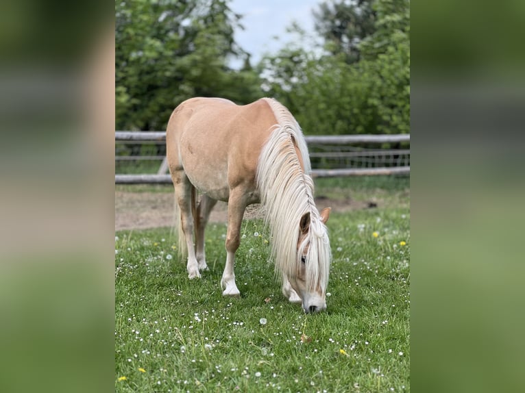Haflinger Yegua 5 años 145 cm Alazán in Seedorf