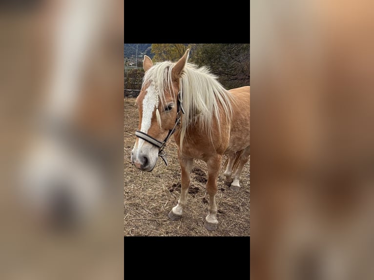 Haflinger Yegua 5 años 145 cm in Schluderns