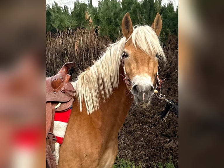 Haflinger Yegua 5 años 147 cm Alazán in Bornem